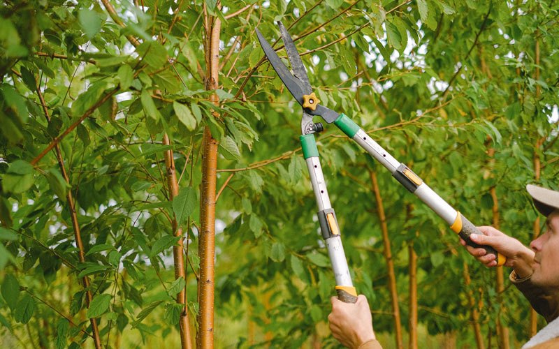 Tree trimming in Purcell, MO